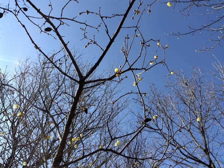 20260203明日は立春