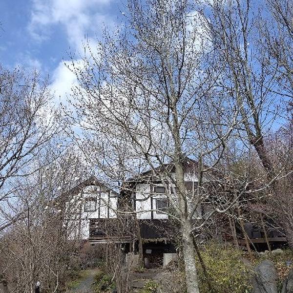 20260323花だより